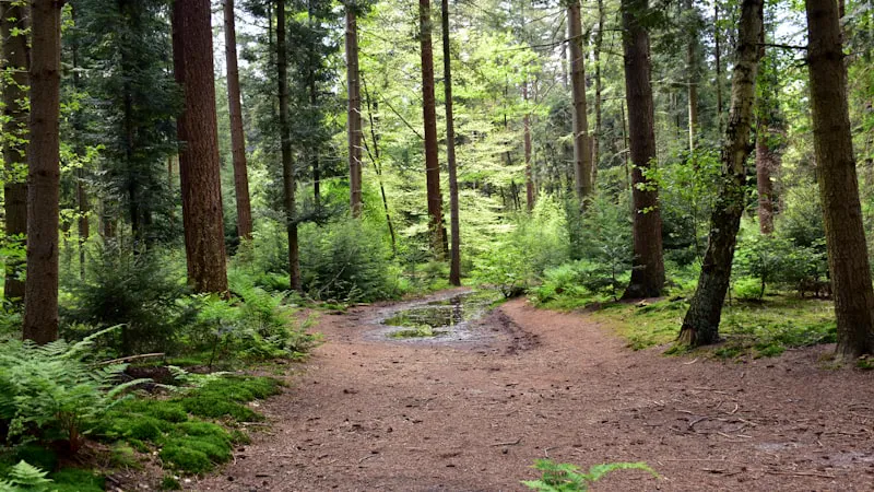 Gratis mindfulness training in Emmen: 8-weekse MBSR cursus