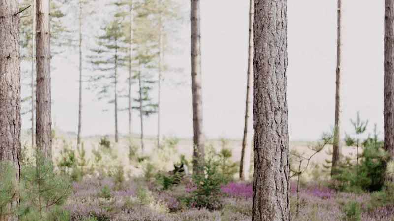 Gratis mindfulness training in Hilversum: 8-weekse MBSR cursus