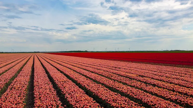 Gratis mindfulness training in Lelystad: 8-weekse MBSR cursus