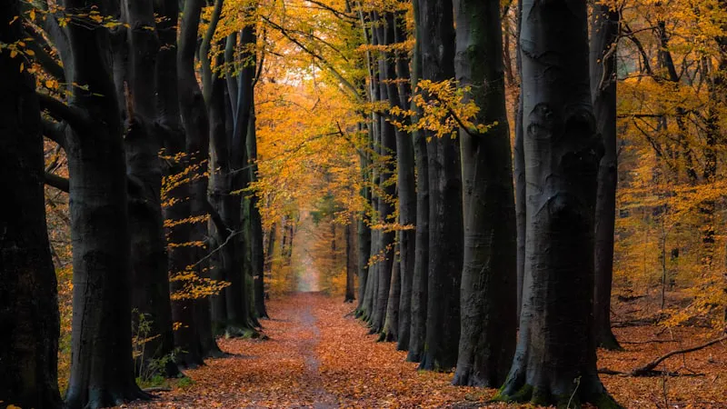 Gratis mindfulness training in Wageningen: 8-weekse MBSR cursus
